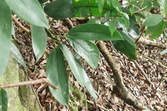 Rhaphidophora hongkongensis