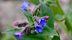 Pulmonaria mollis
