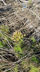 Senecio foeniculoides