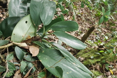 Rhaphidophora hongkongensis