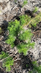 Senecio foeniculoides