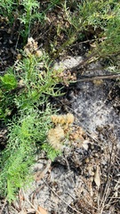 Senecio foeniculoides