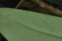 Rhaphidophora hongkongensis