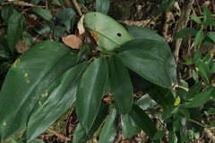 Rhaphidophora hongkongensis