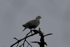 Columba hodgsonii