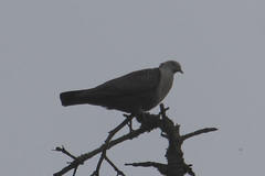Columba hodgsonii