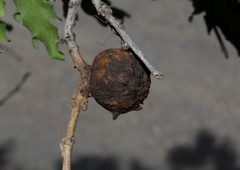 Andricus sternlichti