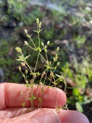 Image of Arenaria serpyllifolia