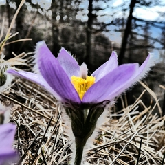 Pulsatilla halleri