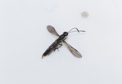 Calameuta variabilis