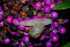 Acusta despecta despecta