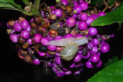 Acusta despecta despecta