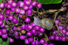 Acusta despecta despecta