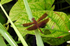 Neurothemis fluctuans