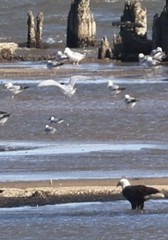 Larus argentatus smithsonianus