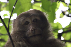 Macaca thibetana