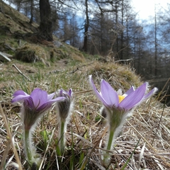 Pulsatilla halleri