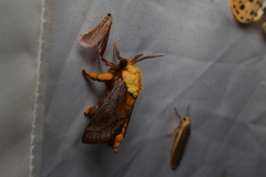 Narosoideus flavidorsalis
