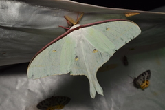 Actias aliena