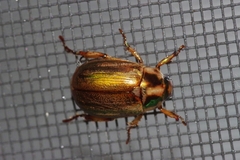 Anomala triangularis