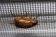 Anomala triangularis