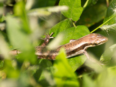 Trachylepis maculilabris