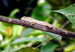 Calotes versicolor