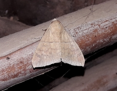 Ophisma