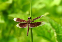 Neurothemis fluctuans