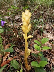 Monotropa hypopitys hypophegea