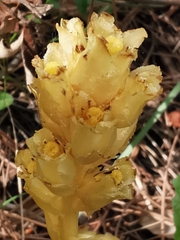 Monotropa hypopitys hypophegea