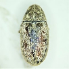 Trigonorhinus