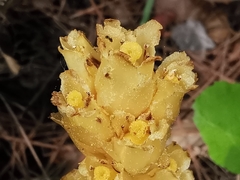 Monotropa hypopitys hypophegea