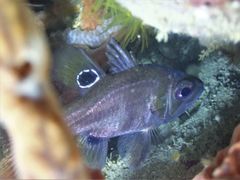 Apogonichthyoides melas