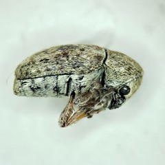 Trigonorhinus