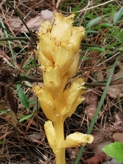 Monotropa hypopitys hypophegea