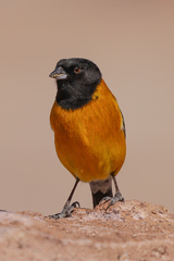 Black-Hooded Sierra Finch photo 2