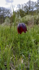 Fritillaria meleagroides