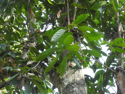 Lithocarpus kawakamii (Lithocarpus kawakamii)