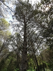 Pinus nigra laricio
