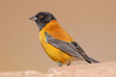 Black-Hooded Sierra Finch photo 3