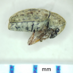 Trigonorhinus