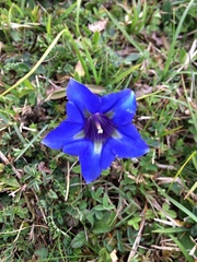 Gentiana occidentalis