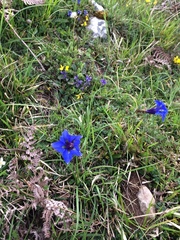 Gentiana occidentalis
