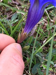 Gentiana occidentalis