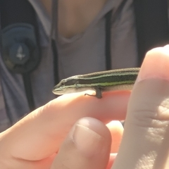 Takydromus stejnegeri