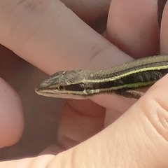 Takydromus stejnegeri