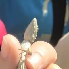 Takydromus stejnegeri