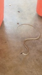 Psammophis subtaeniatus