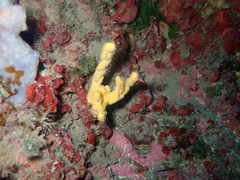 Axinella verrucosa